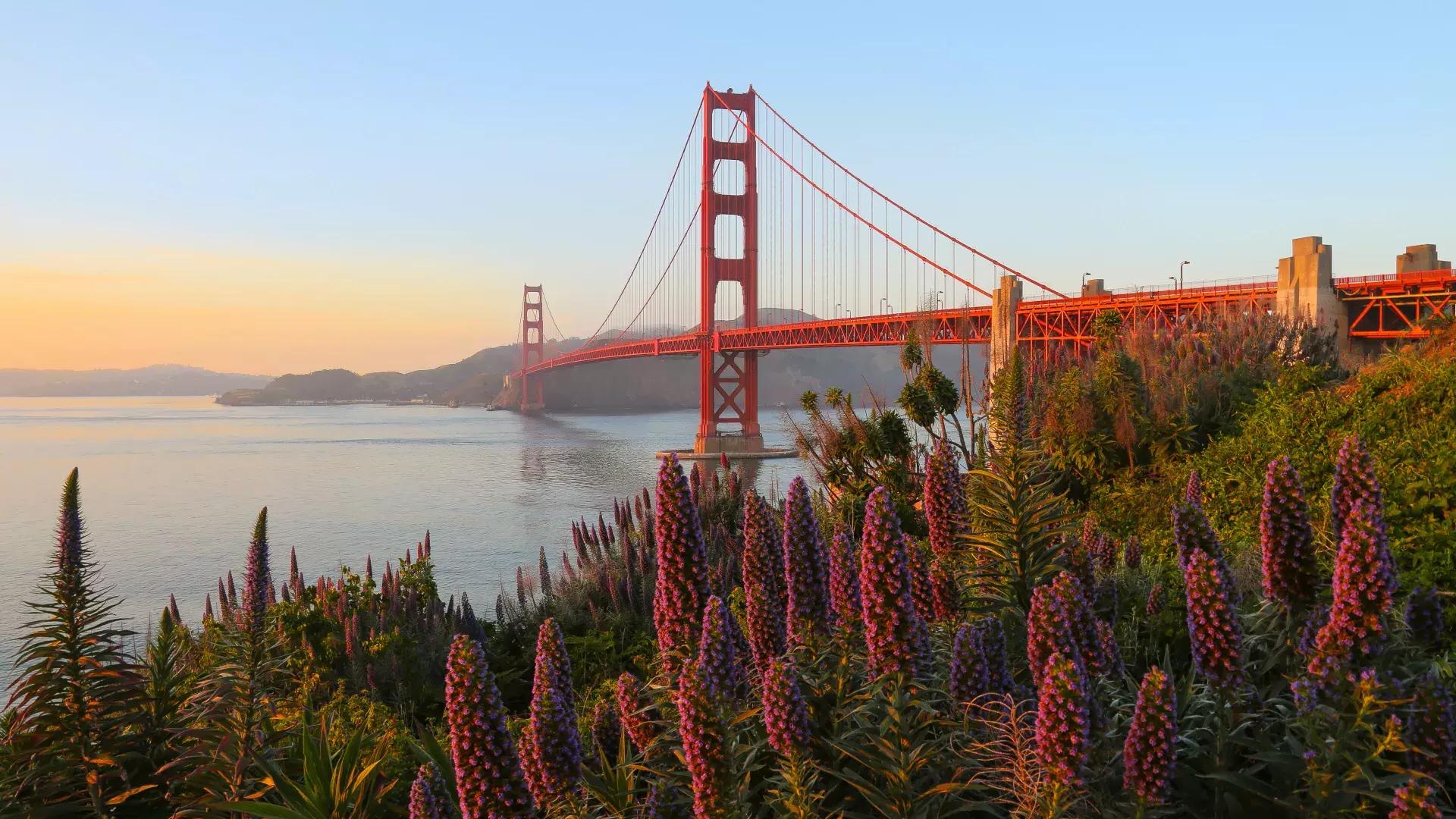 The Golden Gate Bridge is pictured with large flowers in the foreground.