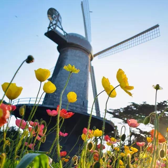 Tulips bloom beneath one of Golden Gate Park's famous windmills.